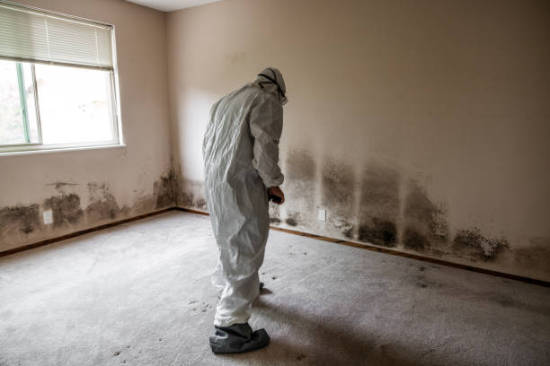 Why You Should Choose Our Mold Remediation Services in Fish Hawk, FL